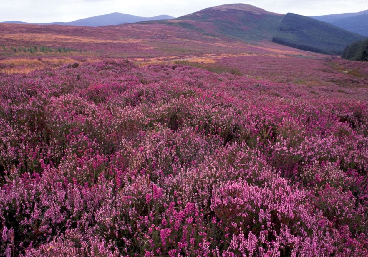 Calluna vulgaris Carmen