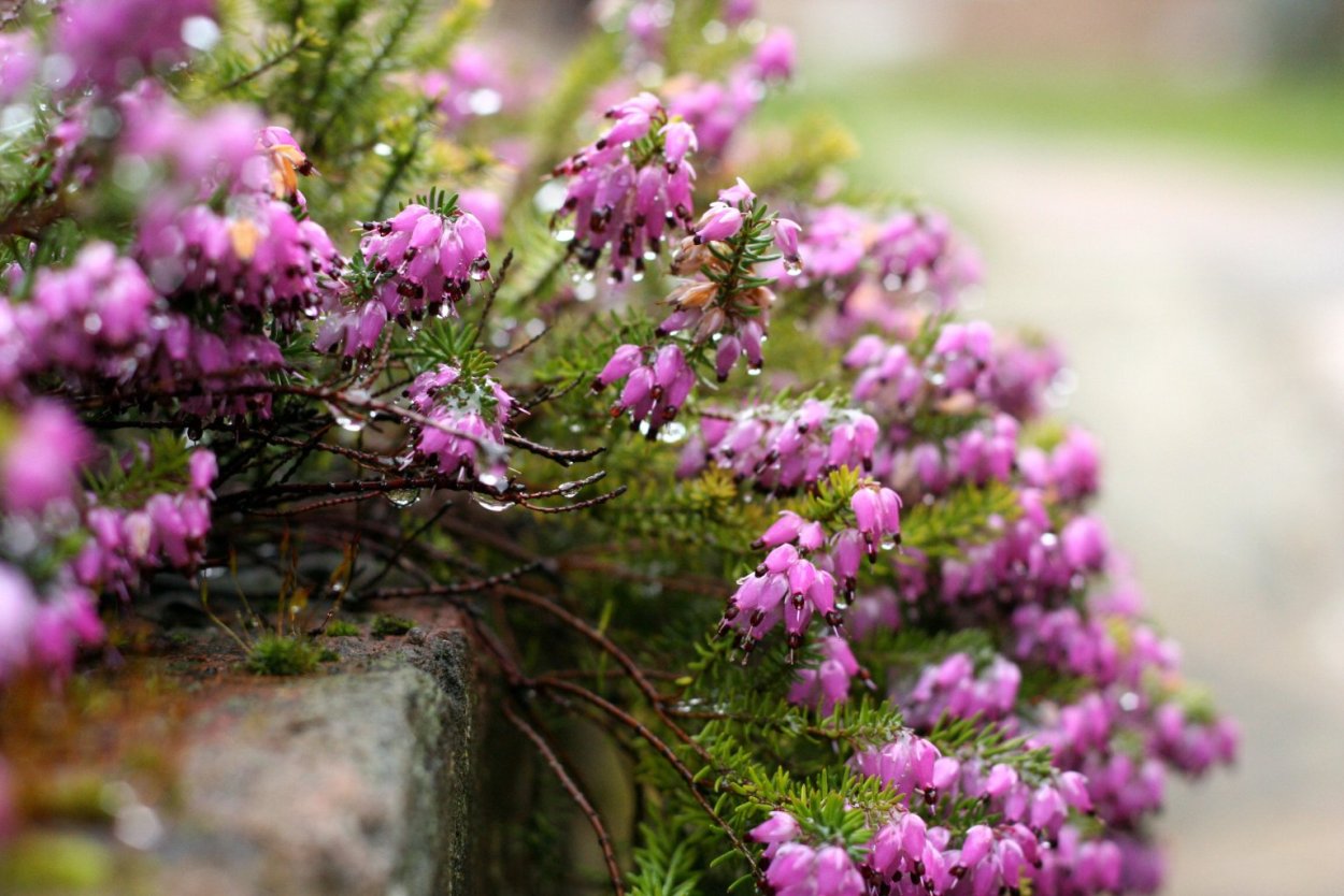 Дикая Лаванда Горная Швейцария