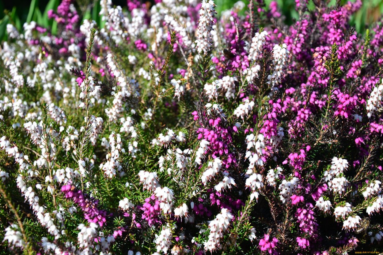 Алтайский маральник цветение