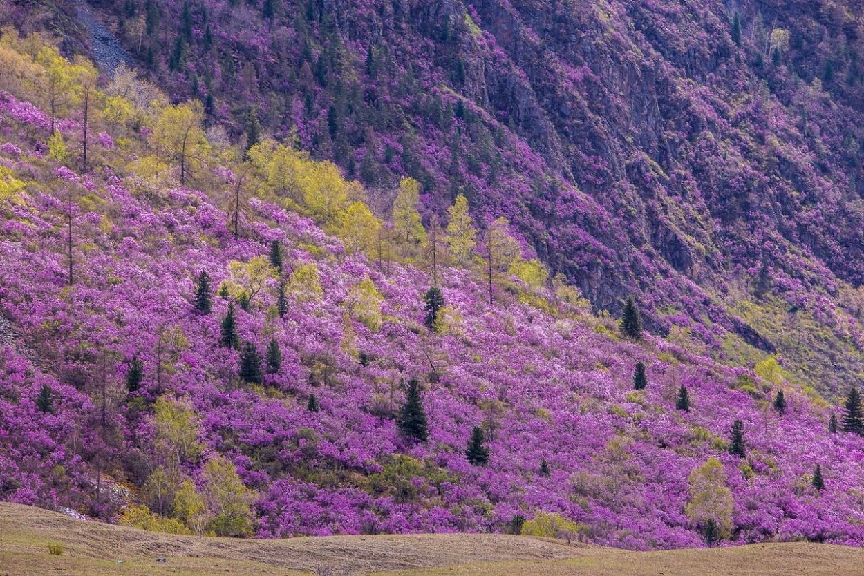 Вереск в Норвегии