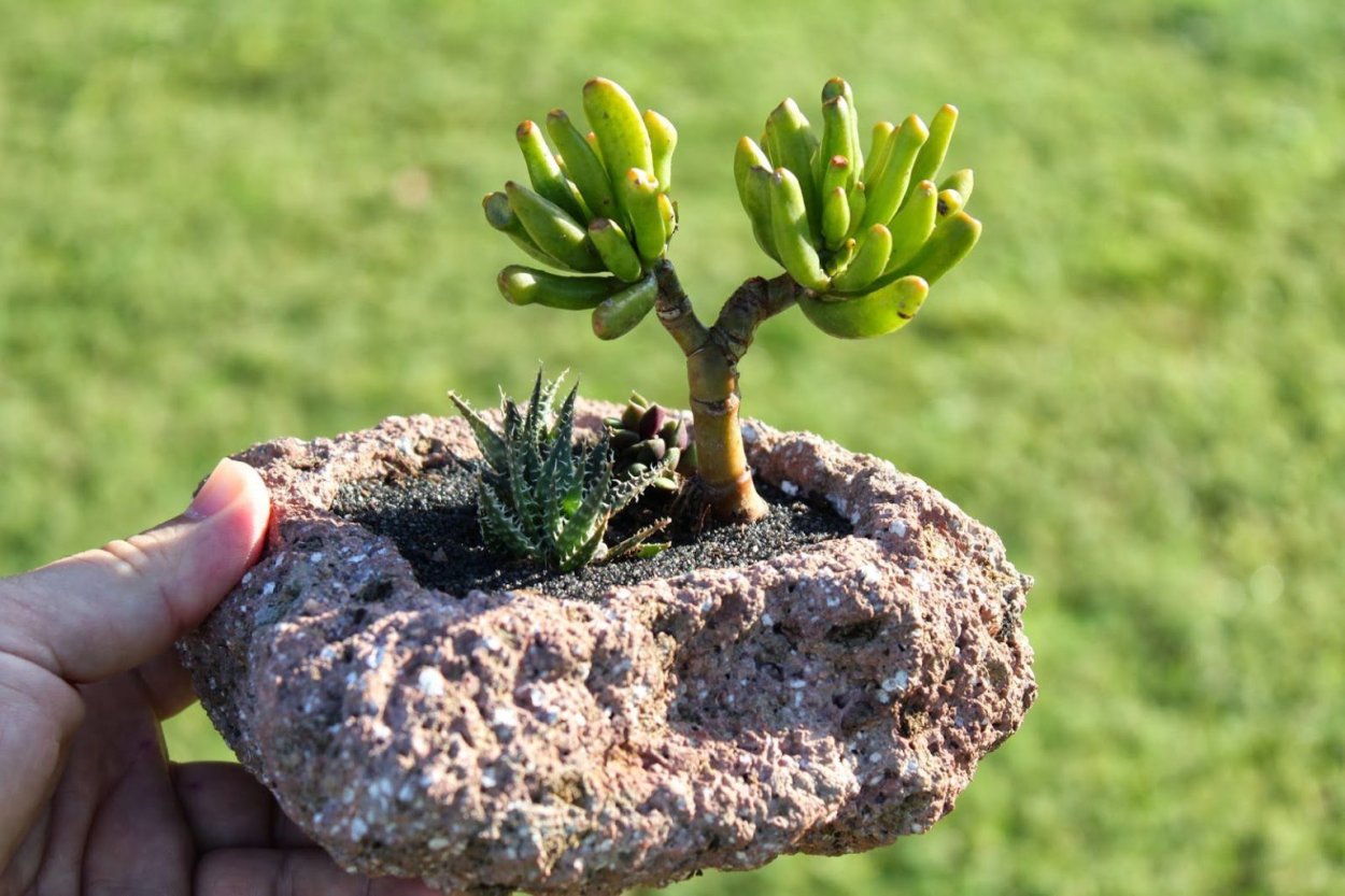 Сувениры из стабилизированного мха