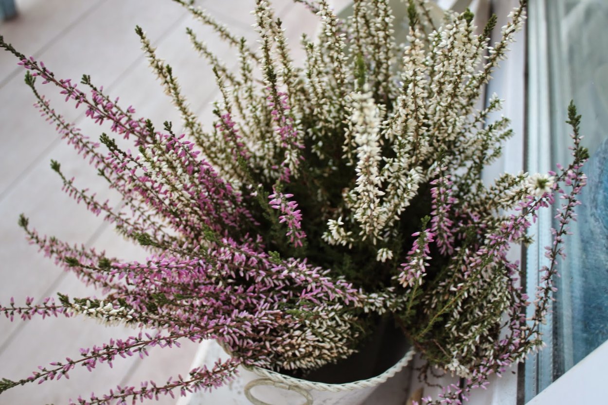 Calluna vulgaris Carmen