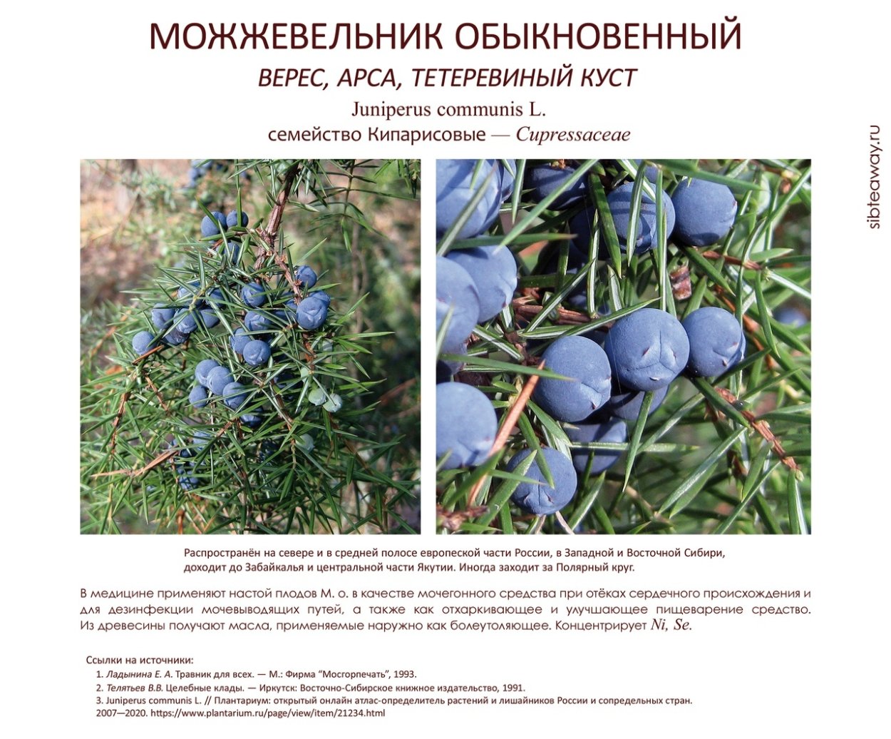 Juniperus monosperma