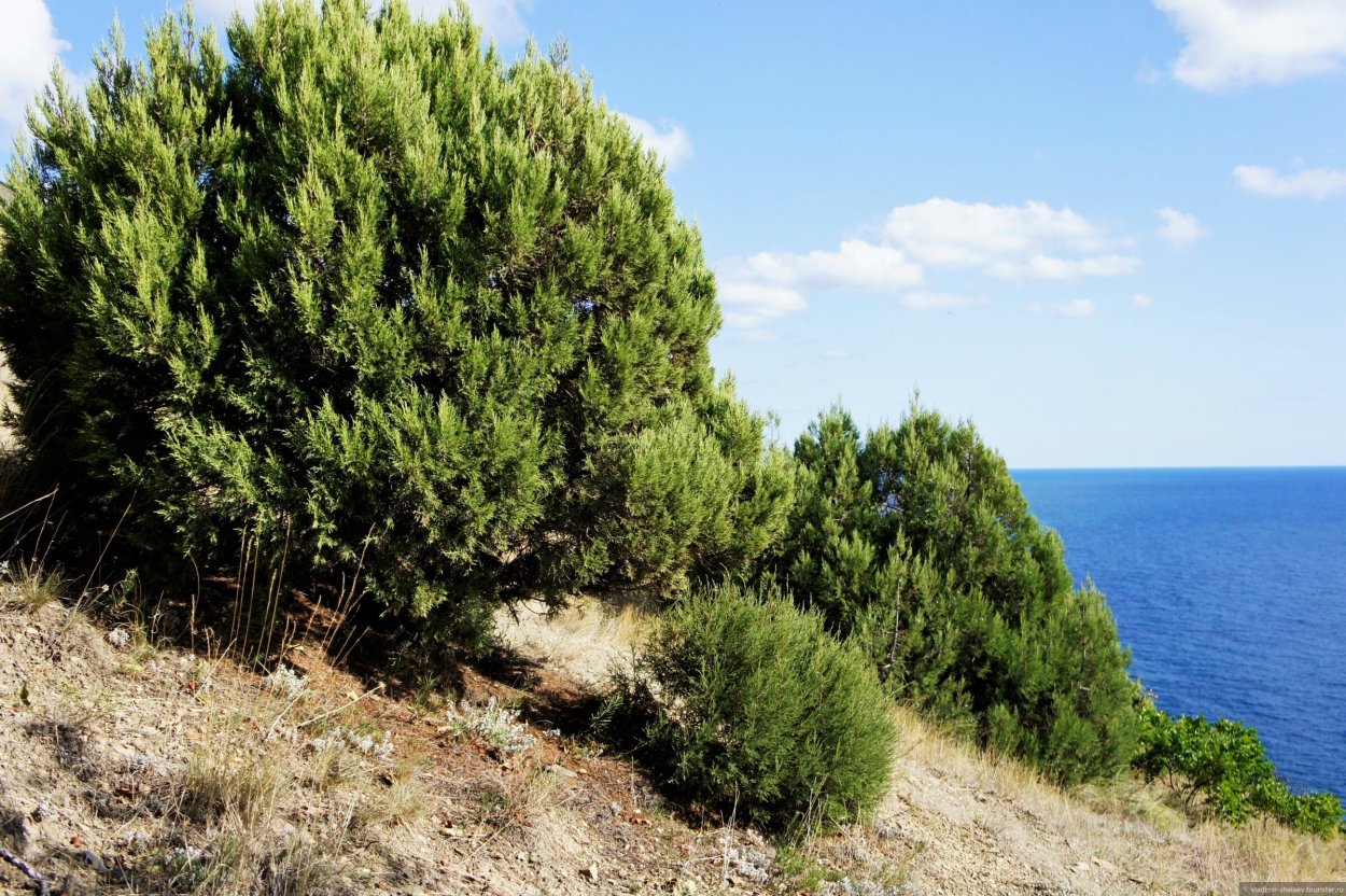 Можжевельник красноплодный