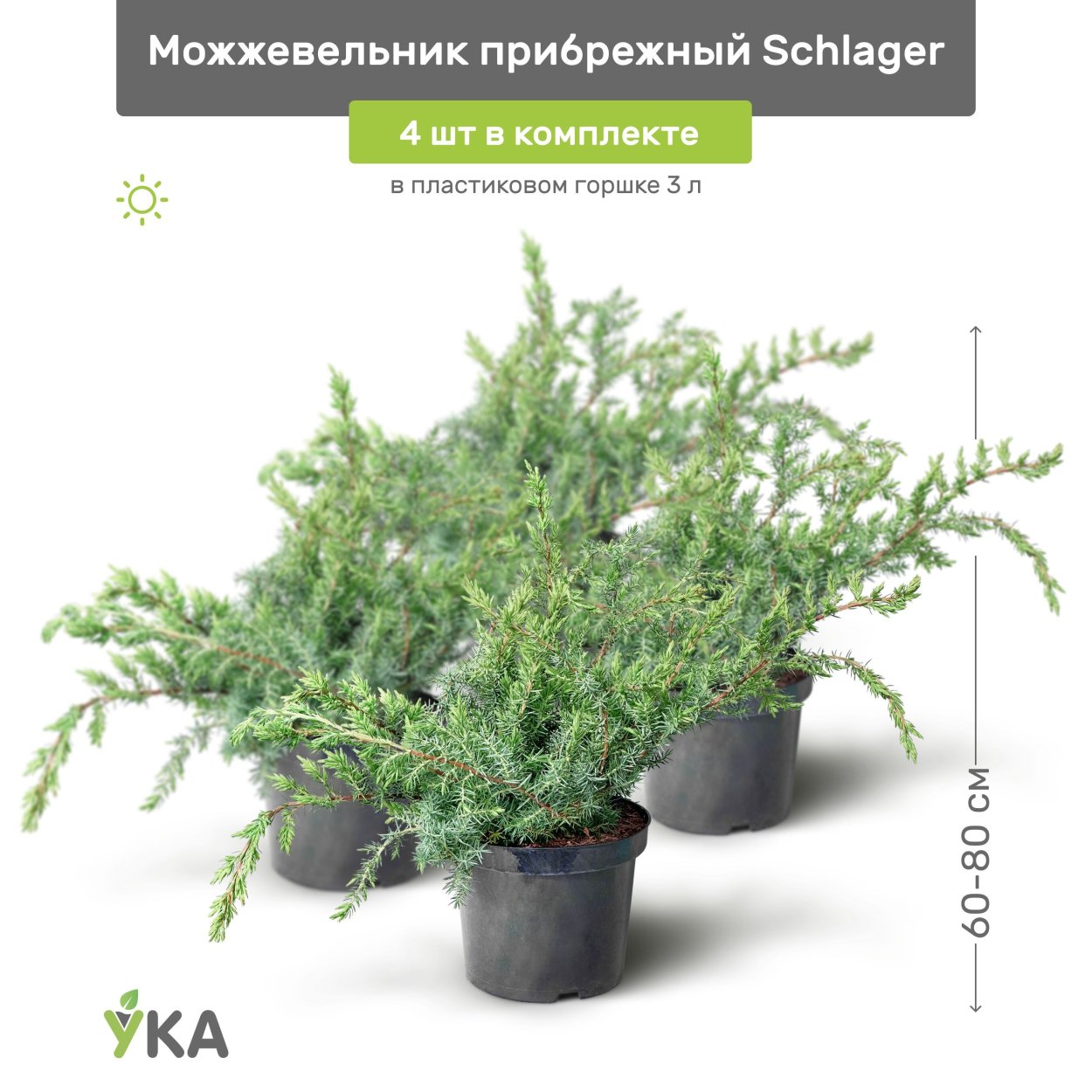 Можжевельник Крымский