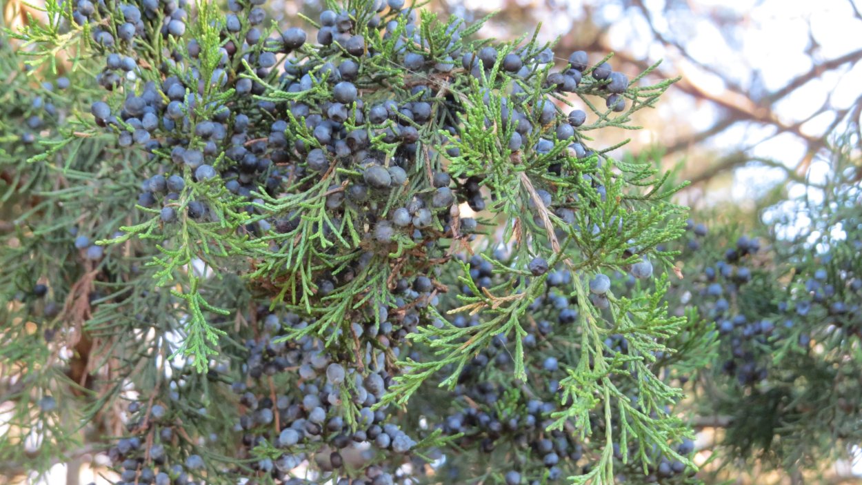 Сосна Пицундская (Станкевича).