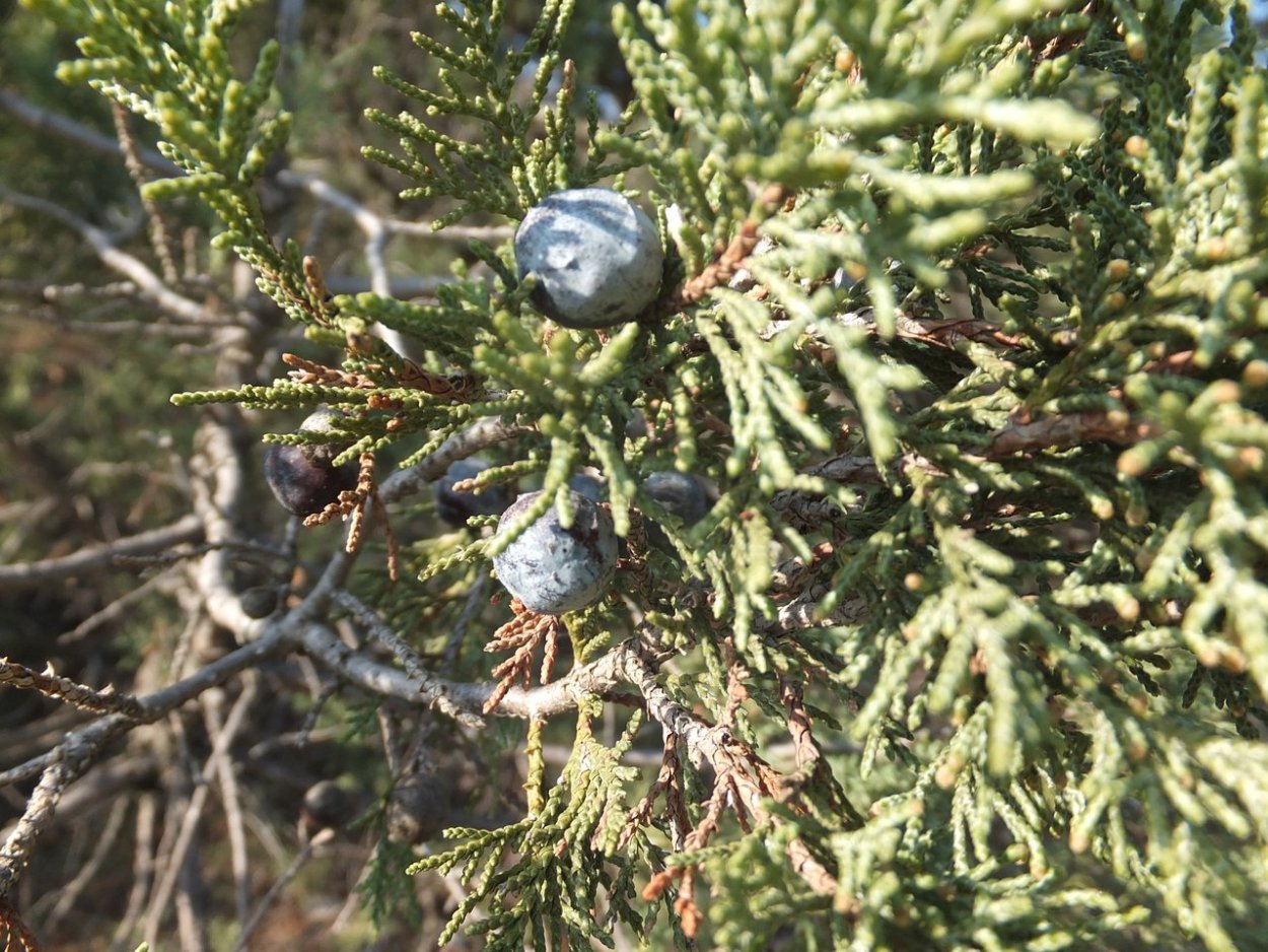 Можжевельник высокий Juniperus Excelsa