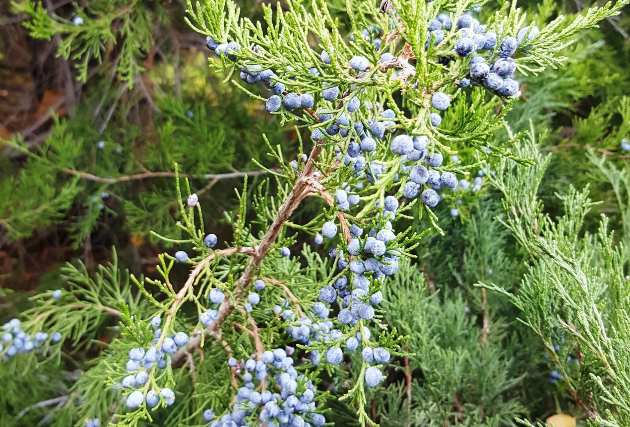 Можжевельник Крымский