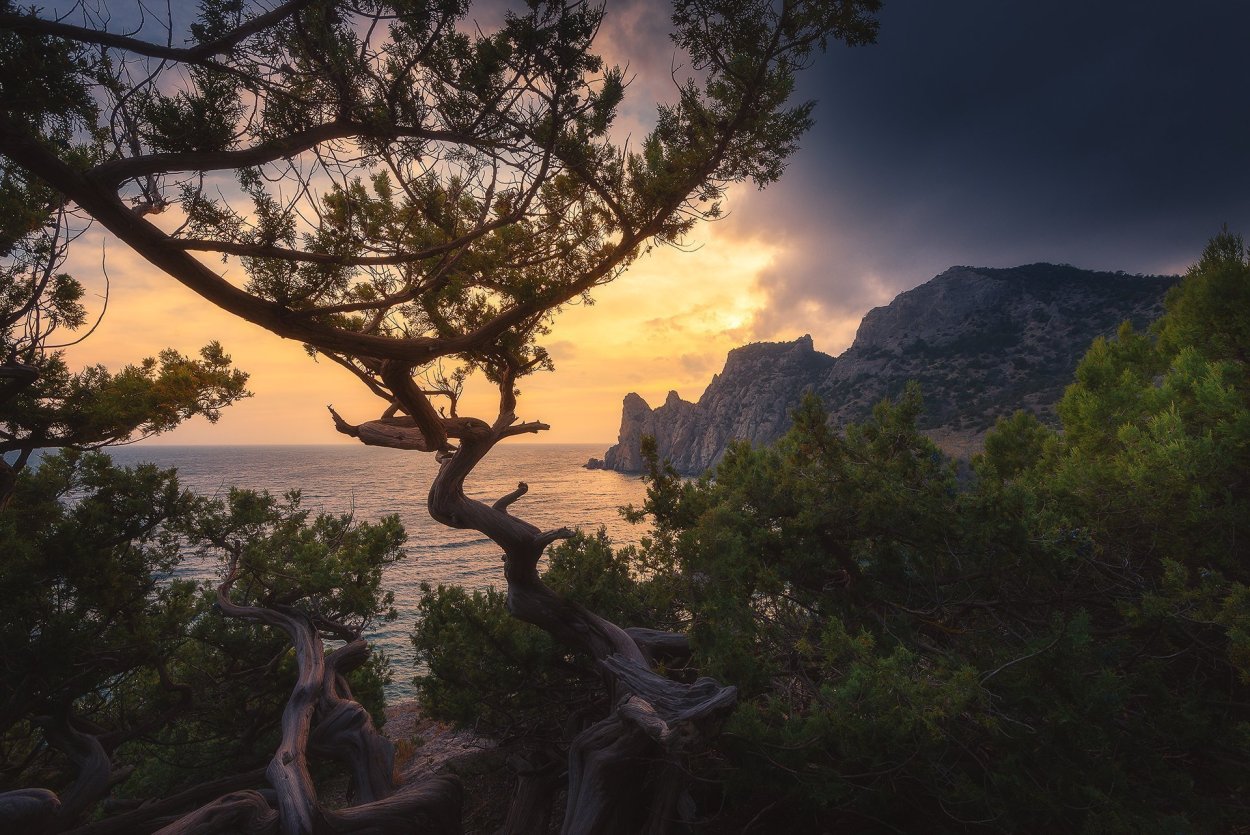 Реликтовая можжевеловая роща новый свет