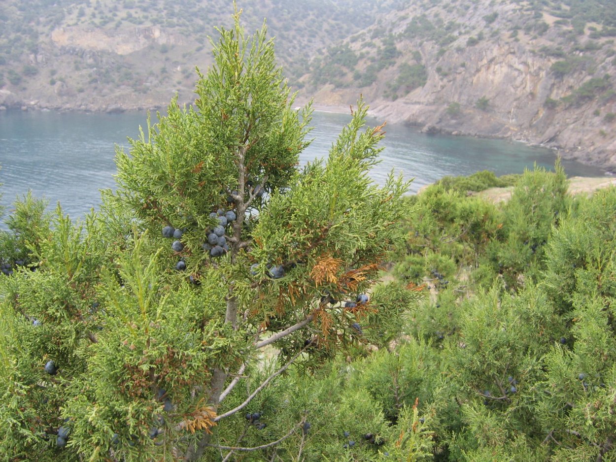 Можжевельник горный Крымский