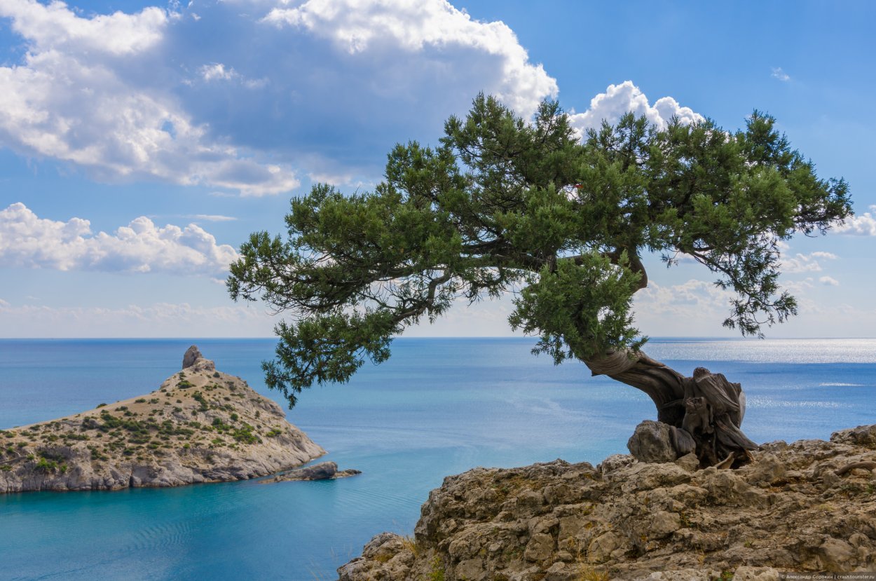 Можжевеловая роща новый свет