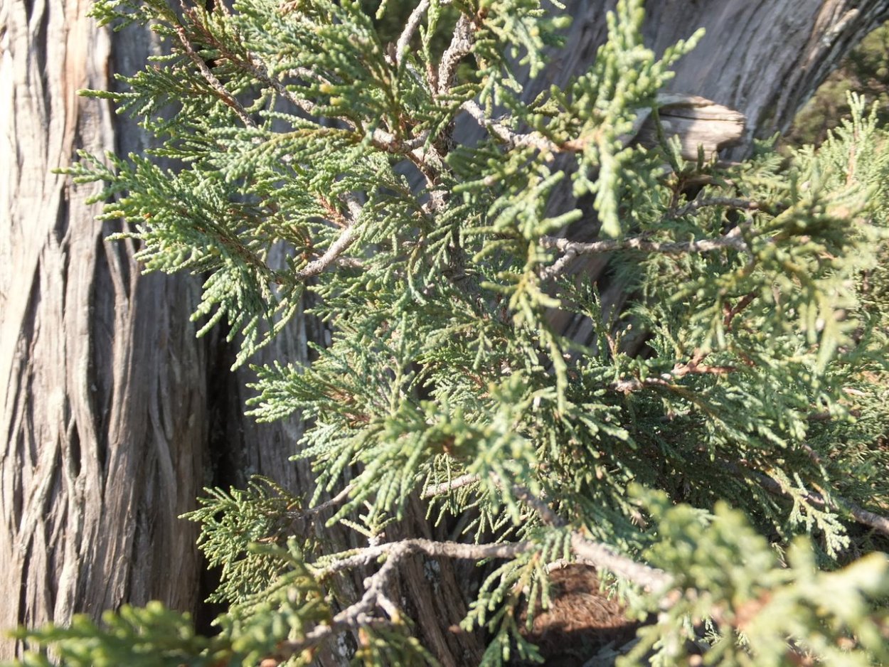 Можжевельник Крымский