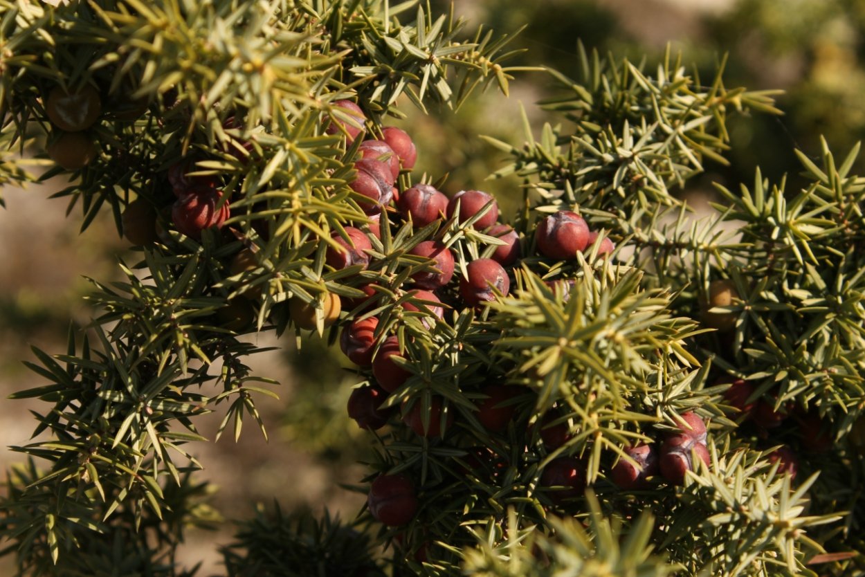 Можжевельник высокий Шишкоягоды