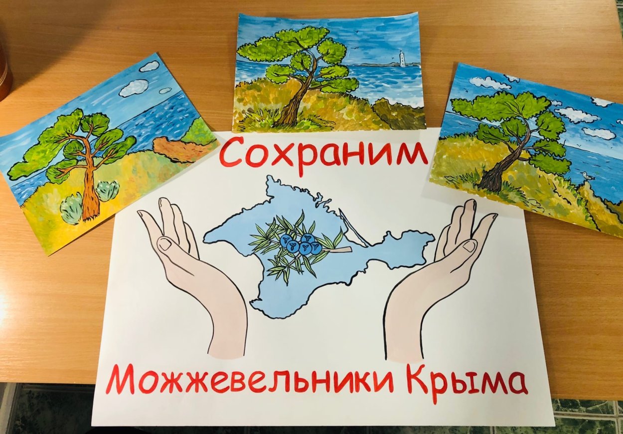 Juniperus hemisphaerica