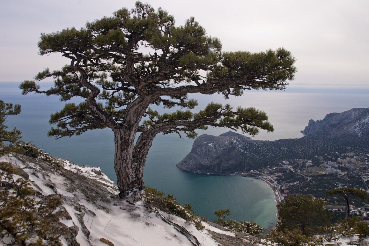 Мыс Мартьян можжевельник