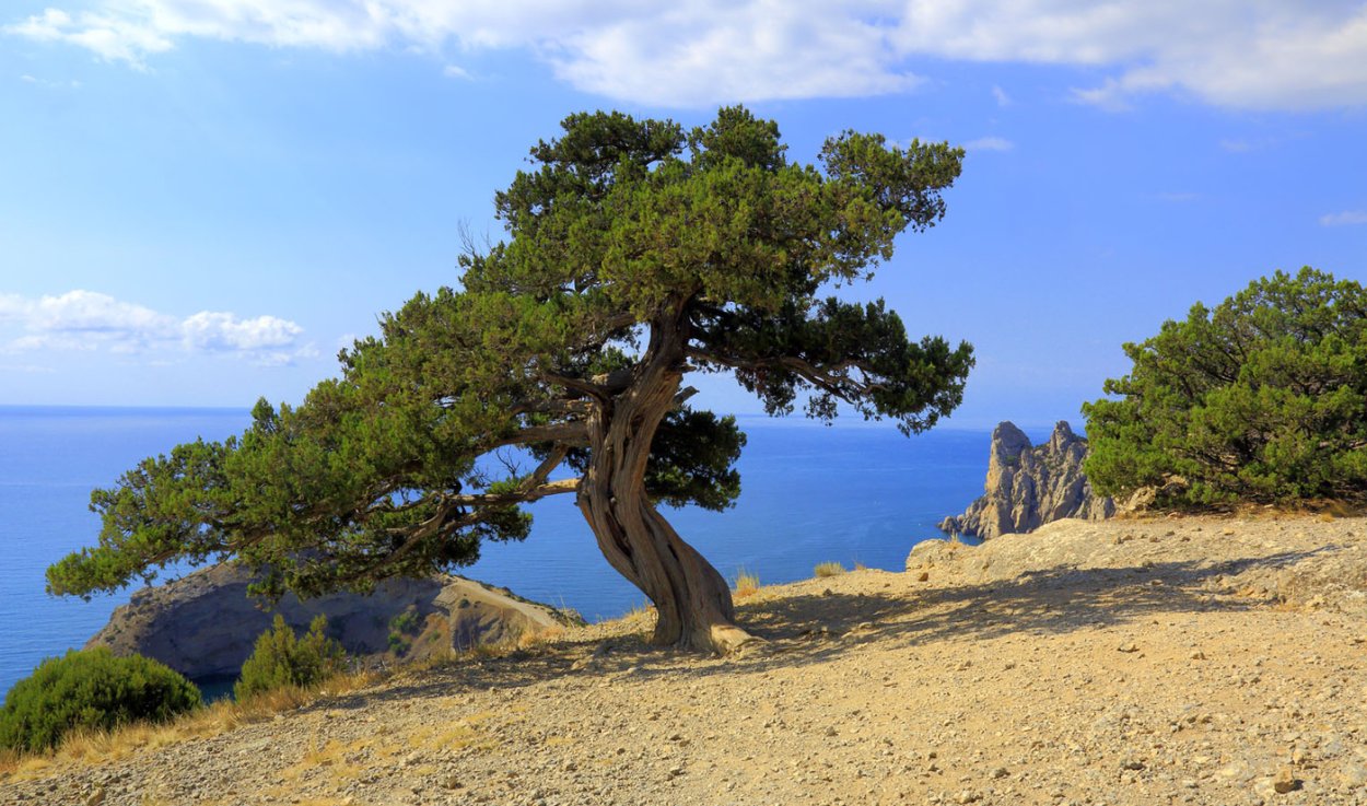 Сосна Пицундская Утриш