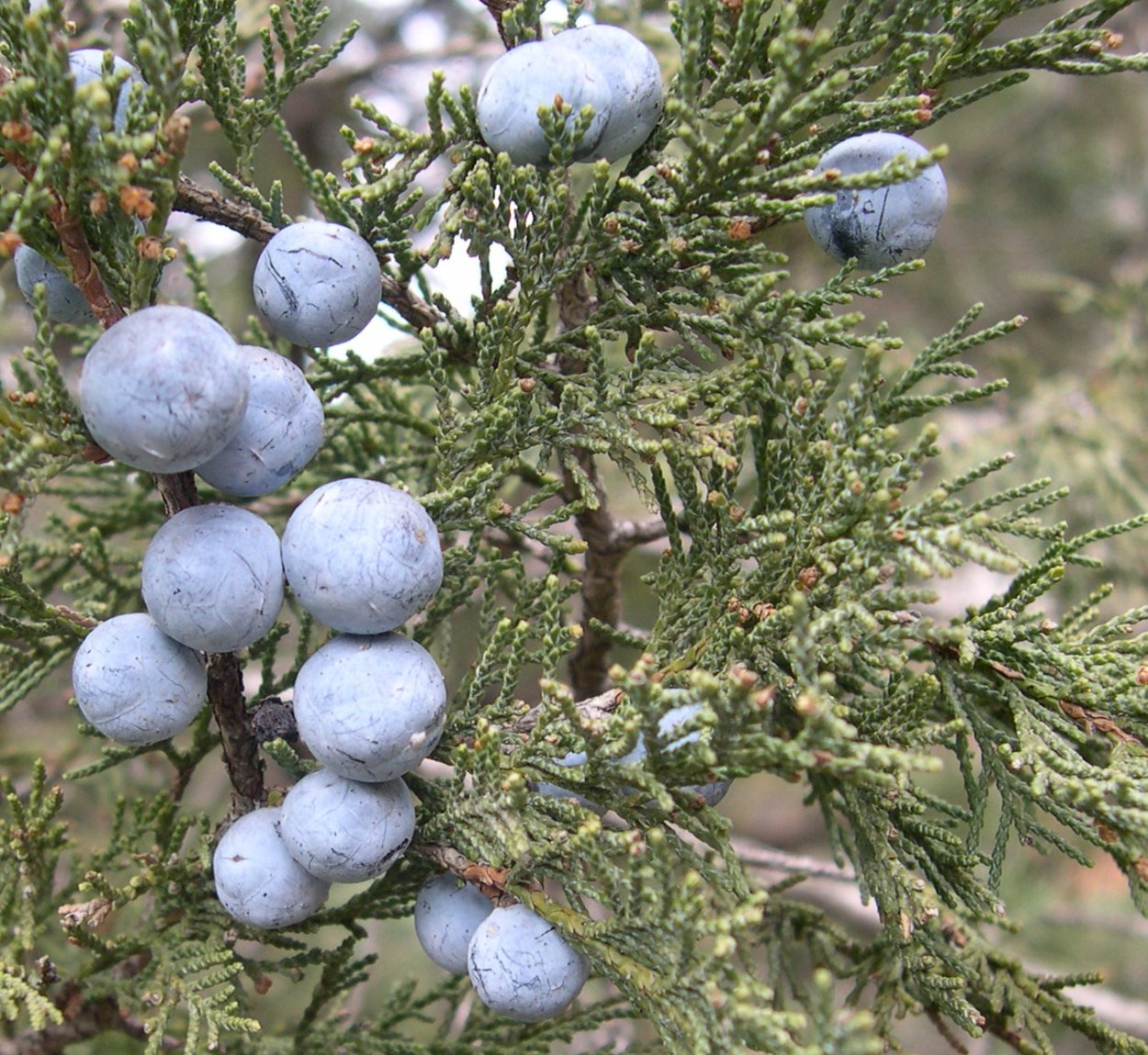 Можжевельник ягоды Сахалин