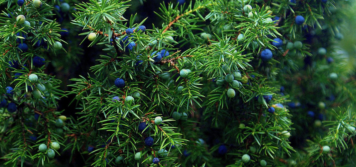 Можжевельник Лотос Утриш