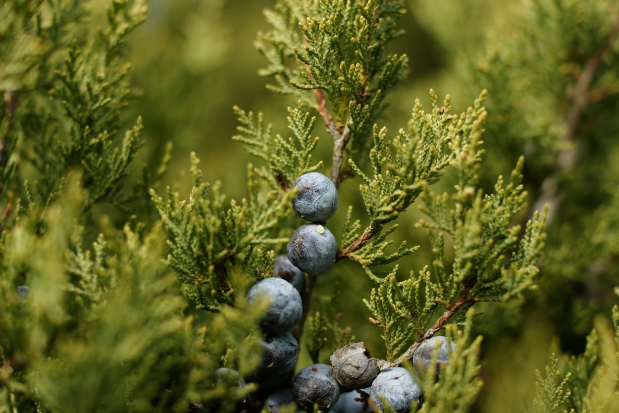 Можжевельник Сибирский