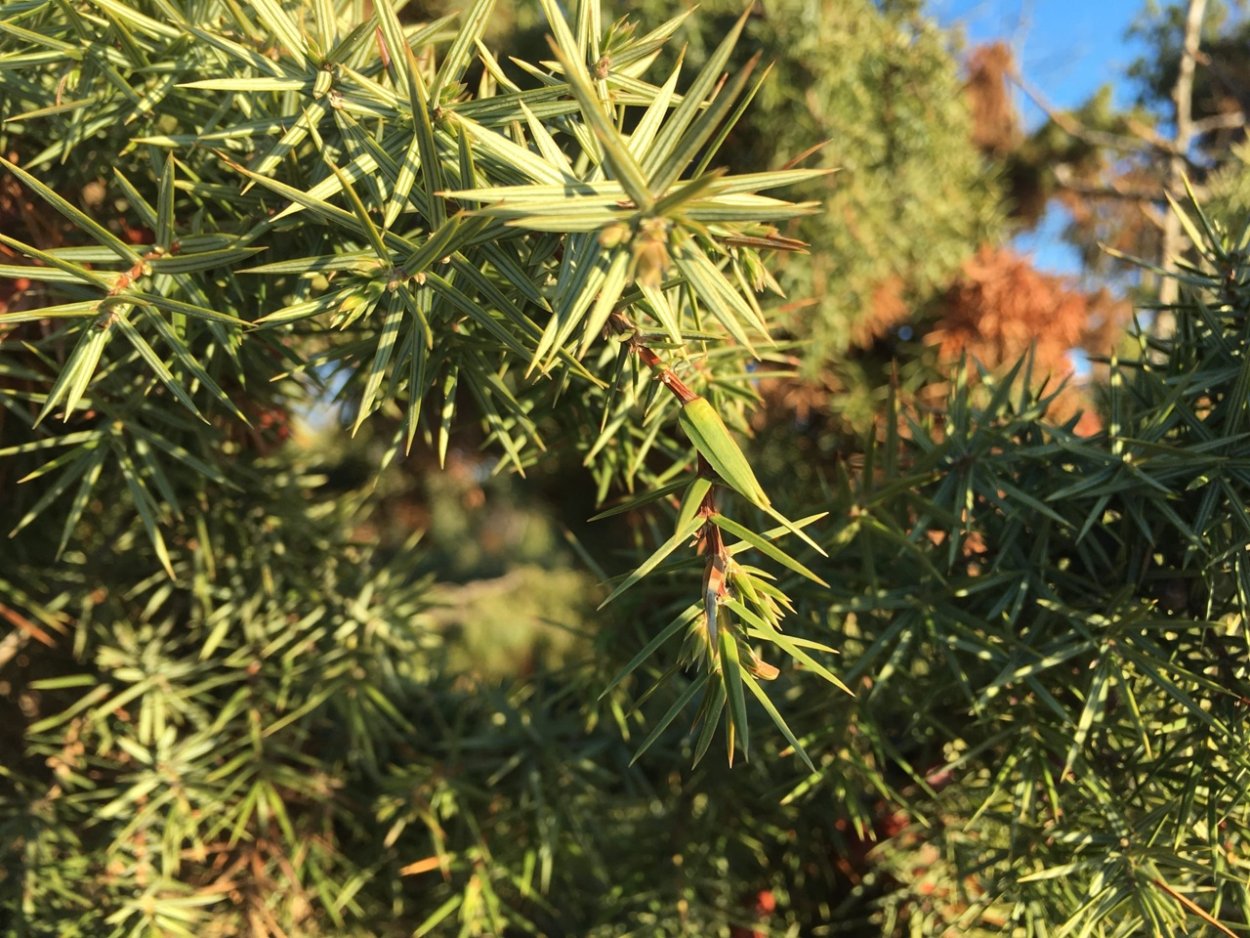 Ягоды можжевельника Крымского