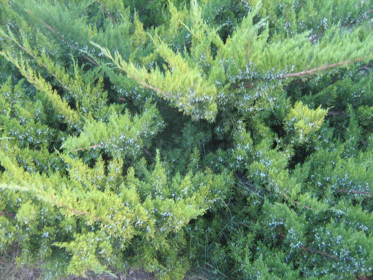 Можжевельник колючий