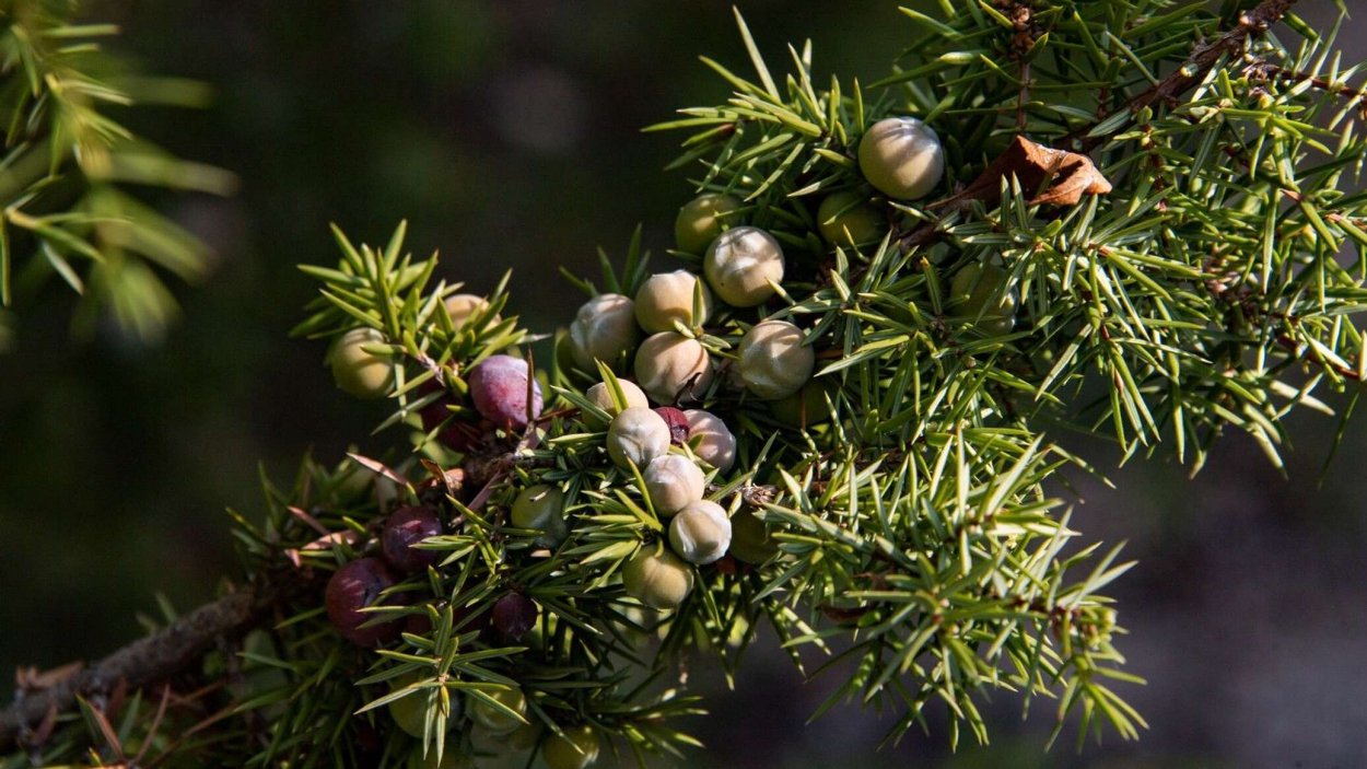 Можжевельник красноплодный Крымский