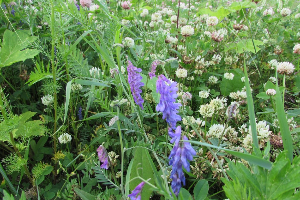 Астрагал и люцерна