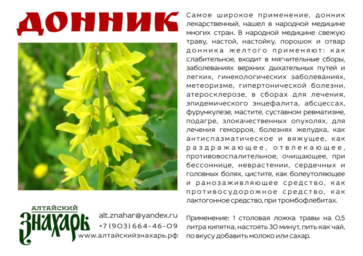 Донник - Melilotus