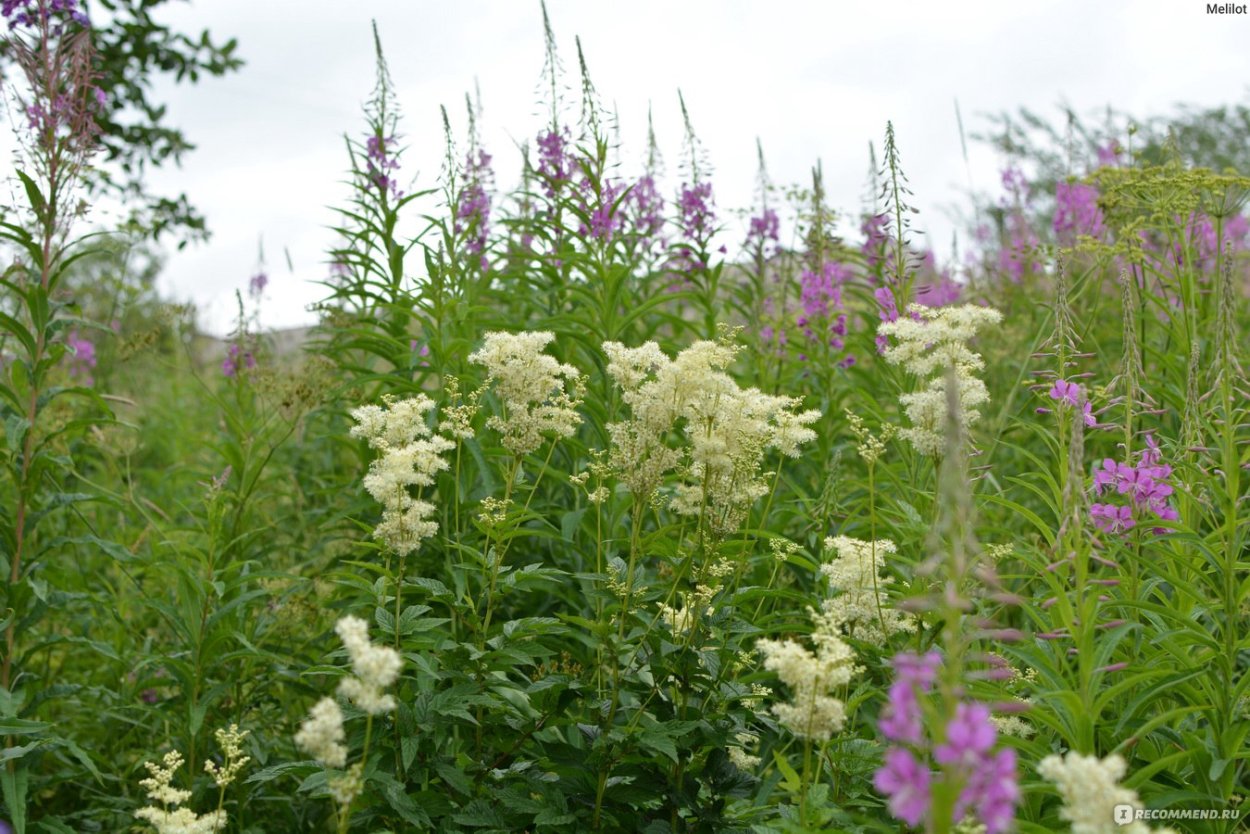 Полезные растения для кроликов