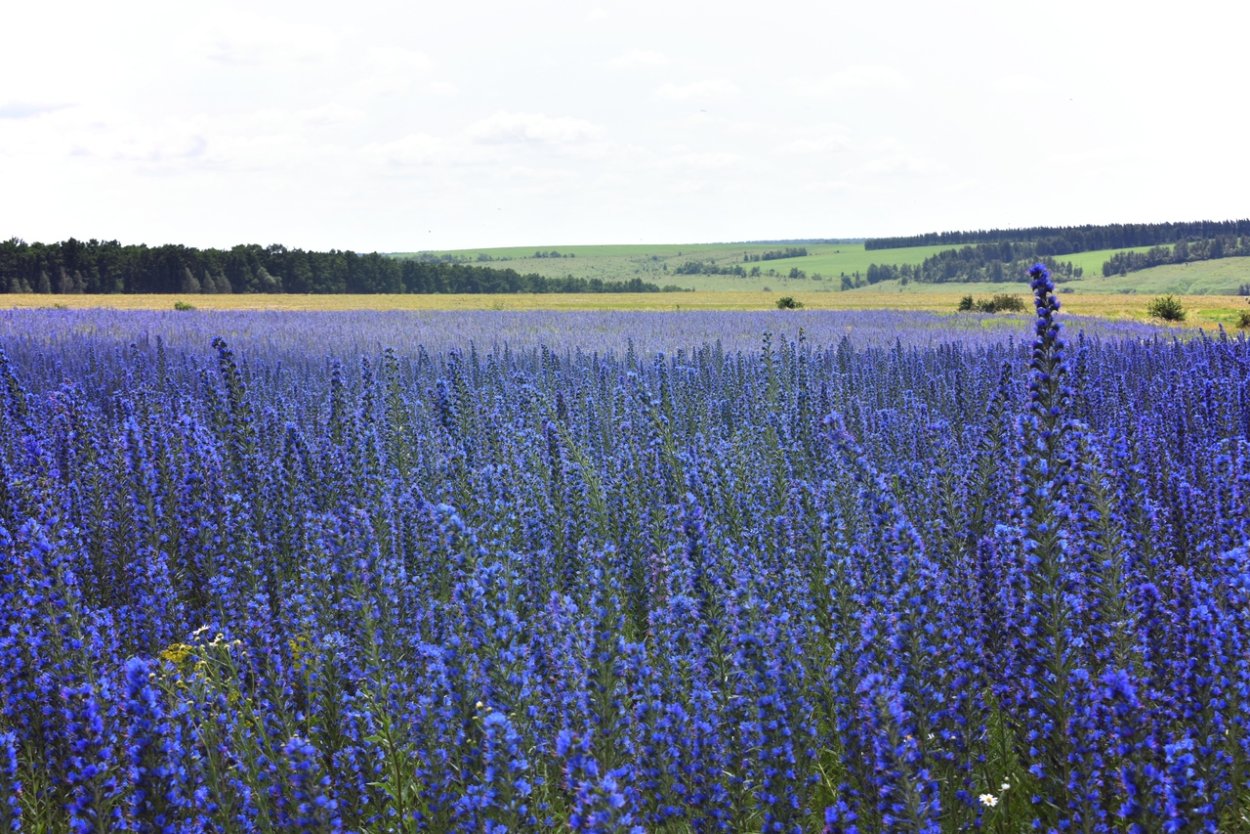 Трава синяк обыкновенный медонос
