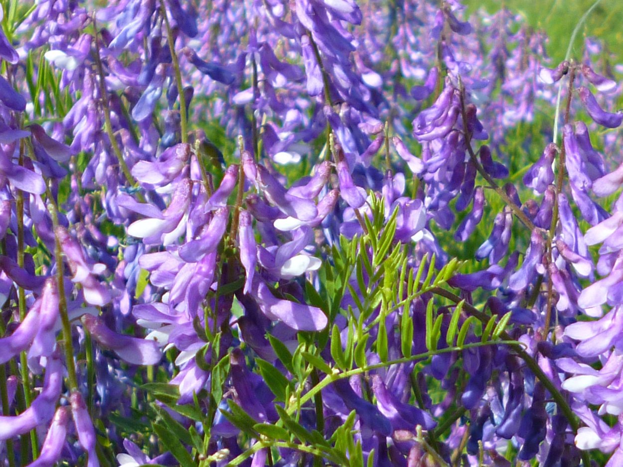 Кипрей лабазник таволга