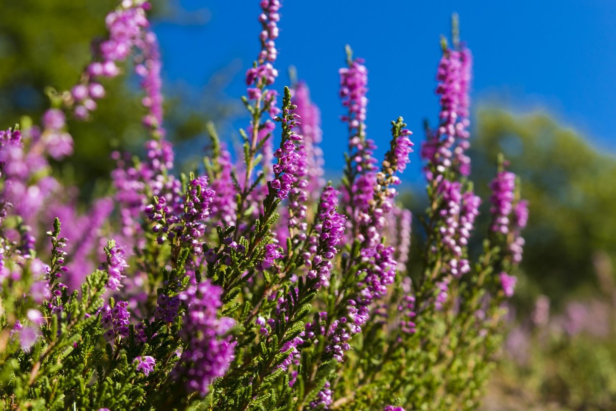 Кипрей узколистный