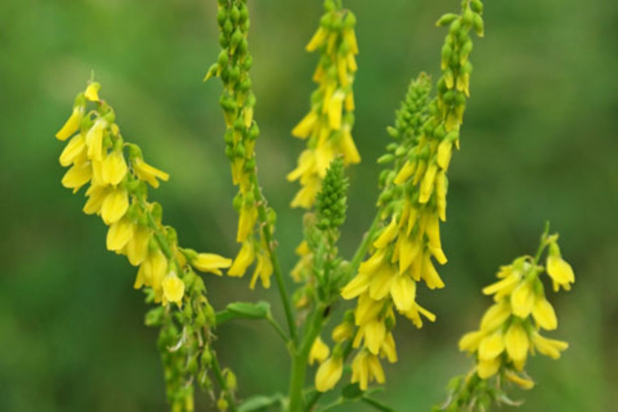 Лаванда колосковая