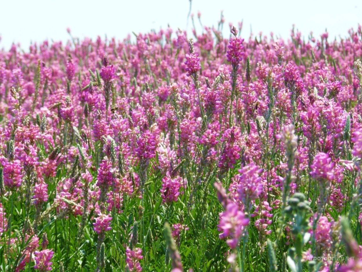 Шалфей Луговой