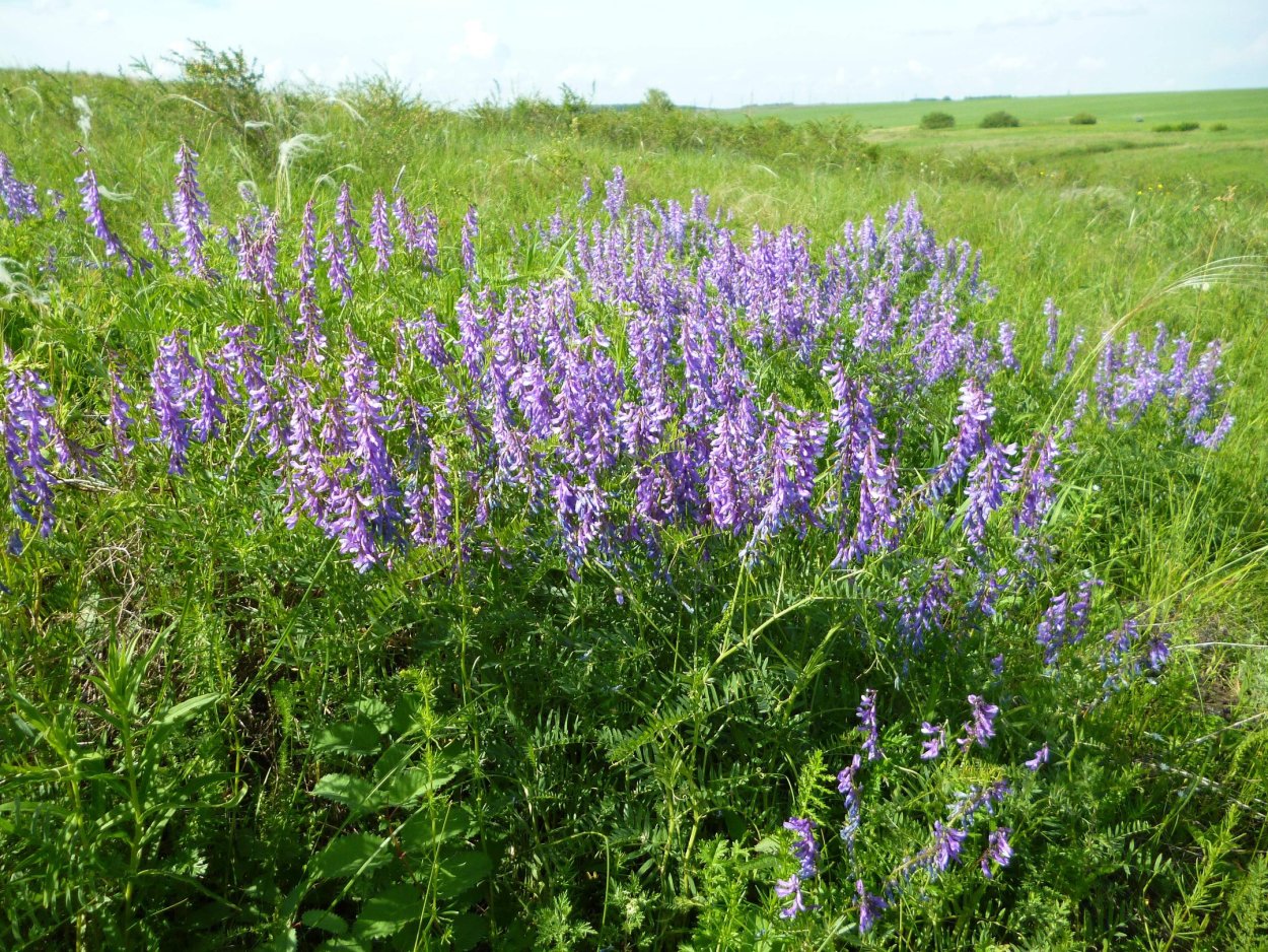 Шалфей Дубравный Блю