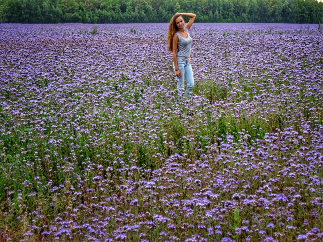 Полевые цветы фиолетовые длинные