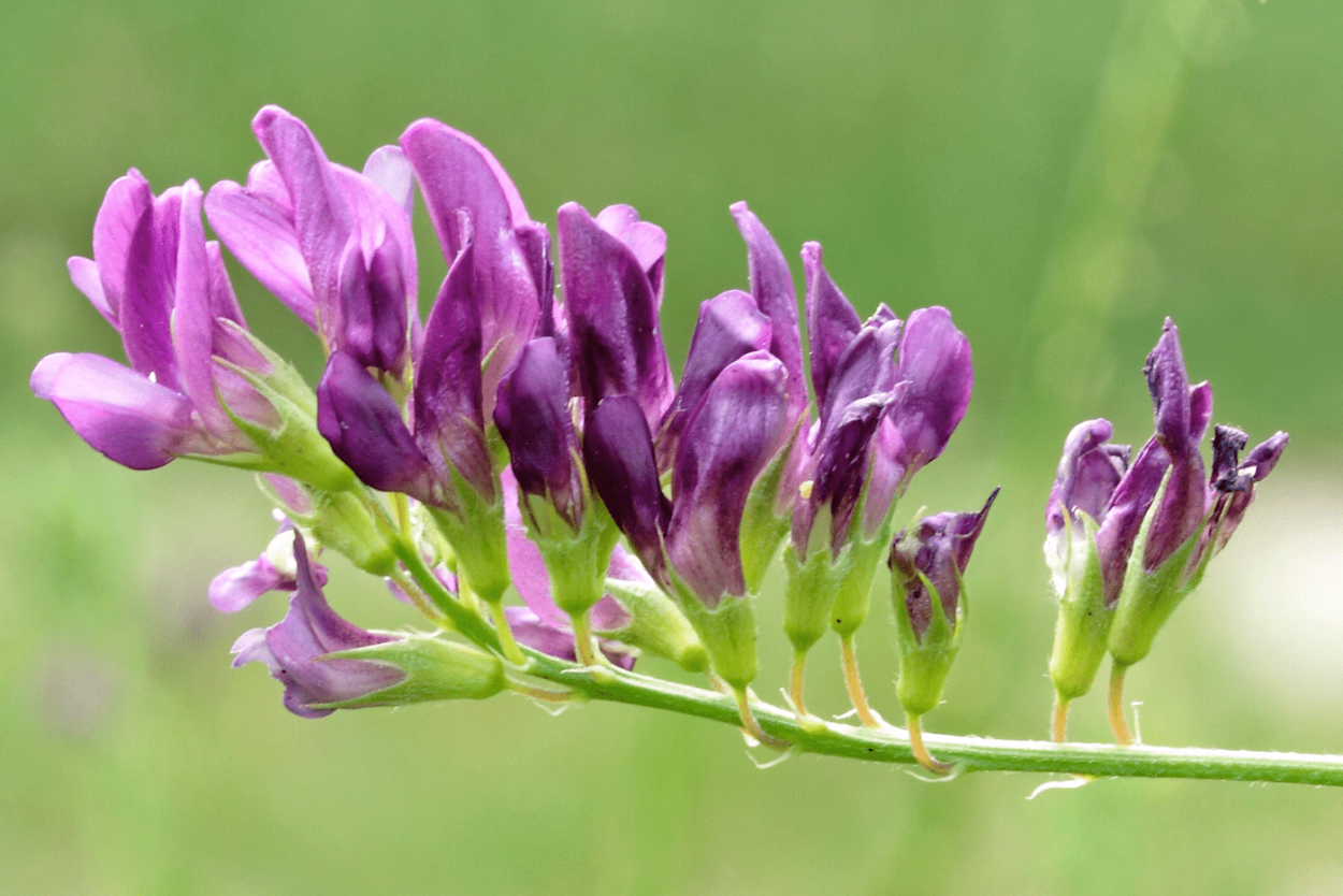 Лаванда Lavandula Vera