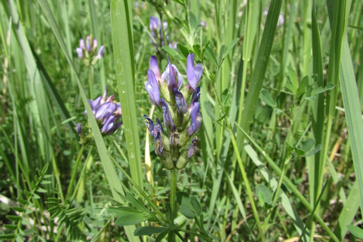 Пажитник медоносность