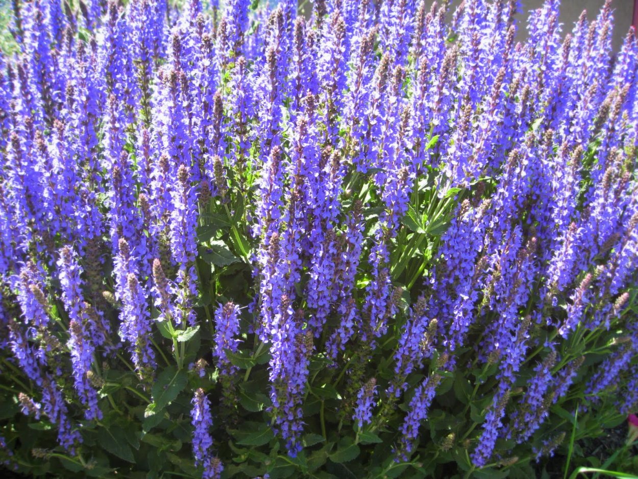 Синенькие полевые цветы