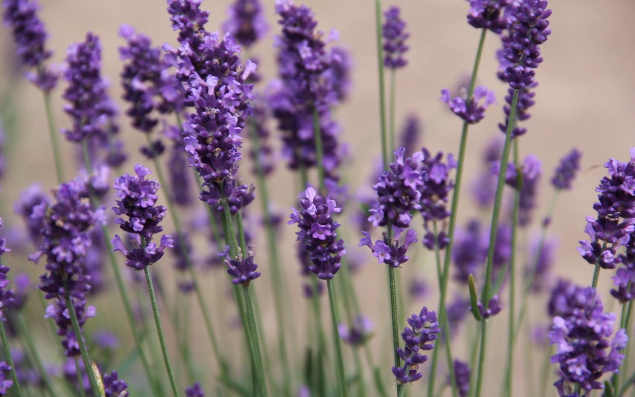 Purple Bell растение