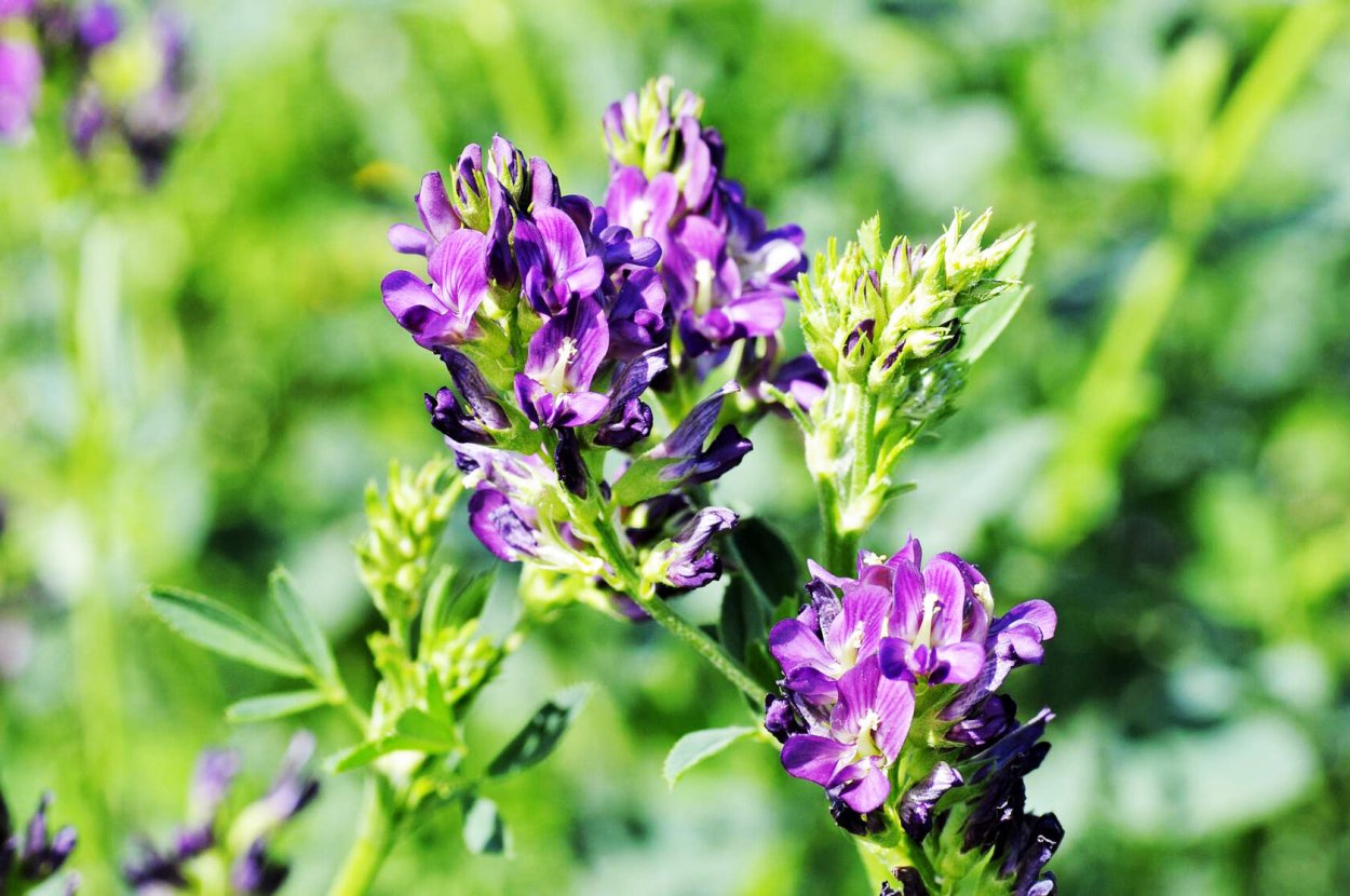 Полевой цветок Медовник сиреневый