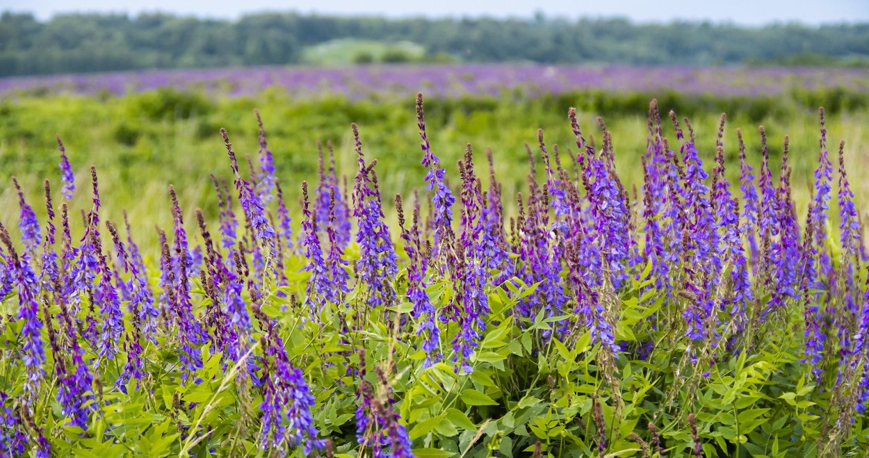 Морфологическая характеристика донник лекарственный
