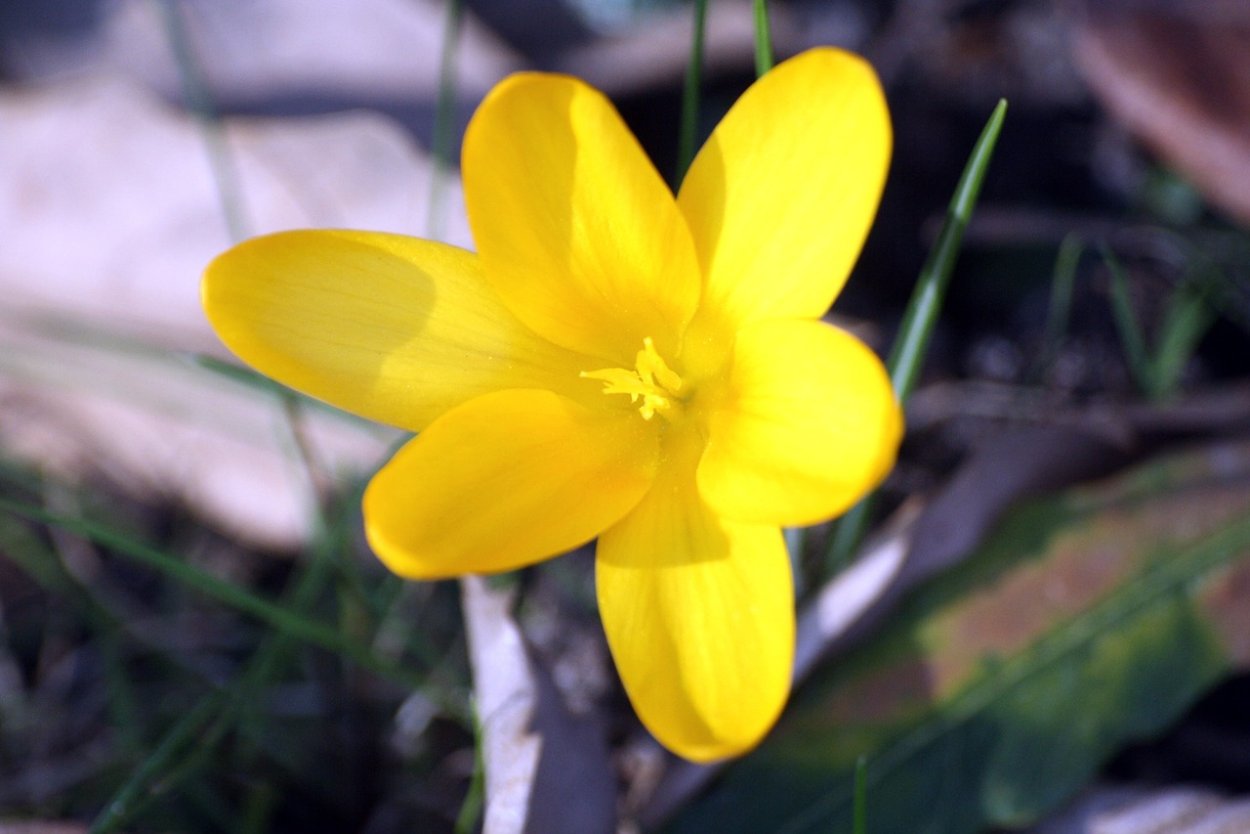Пятилистный желтый цветок