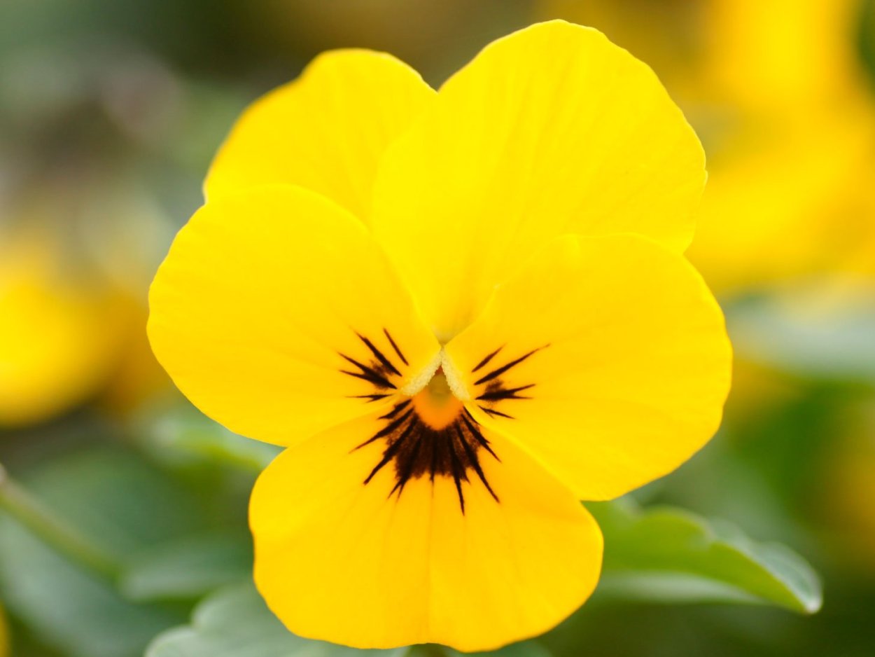 Маленькие желтенькие цветочки