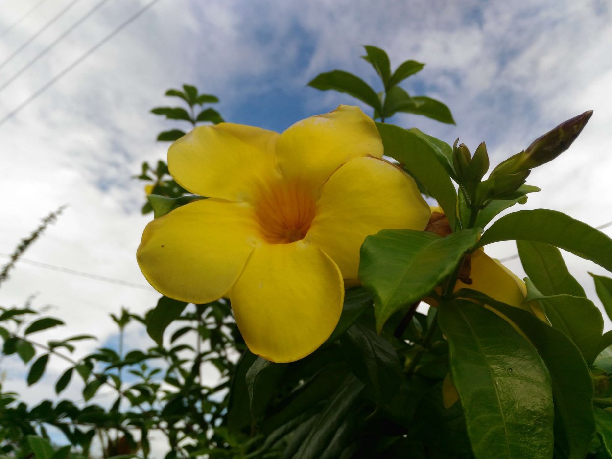 Йеллоу цветок