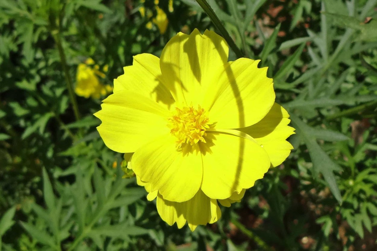 Садовые цветы с желтыми лепестками