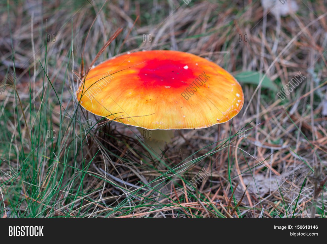 Моховик красный Xerocomus rubellus