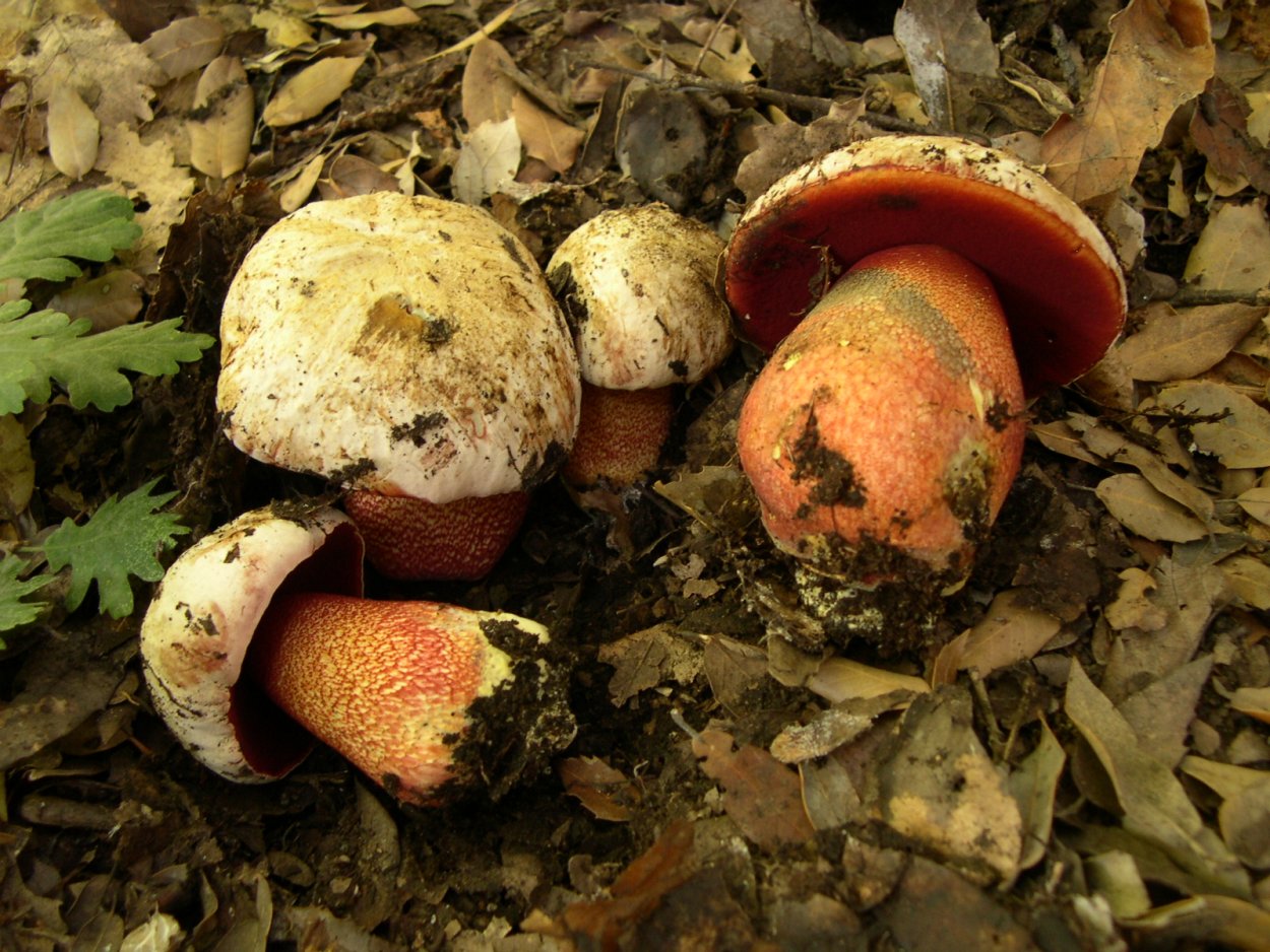 Боровик красивоокрашенный (Boletus pulchrotinctus)