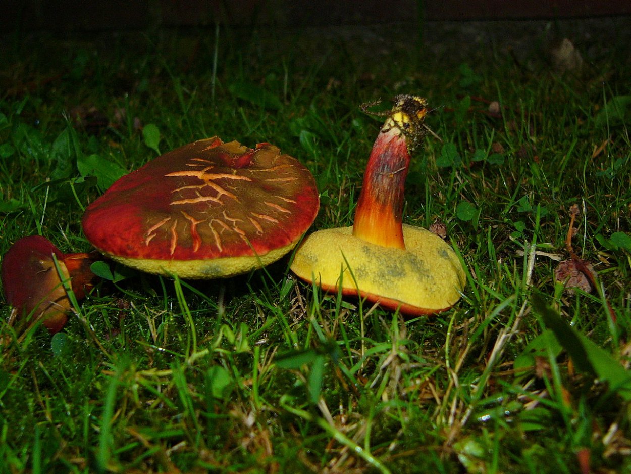 Гименофор белого гриба