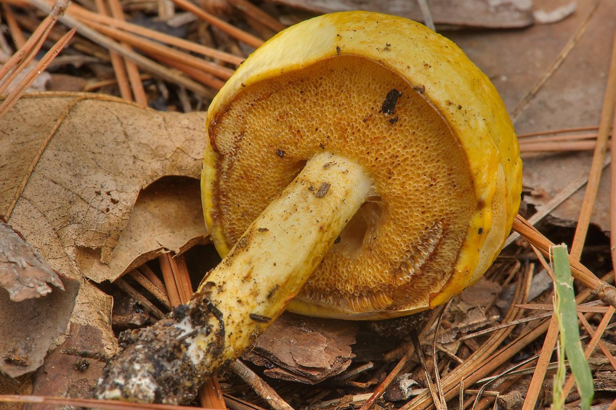 Гриб поддубовик (Дубовик)